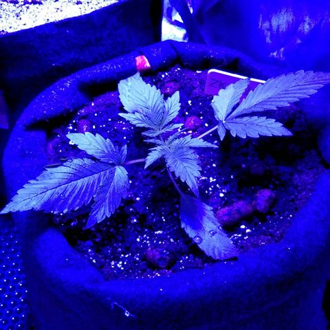  Скитлс growlog timeline photo