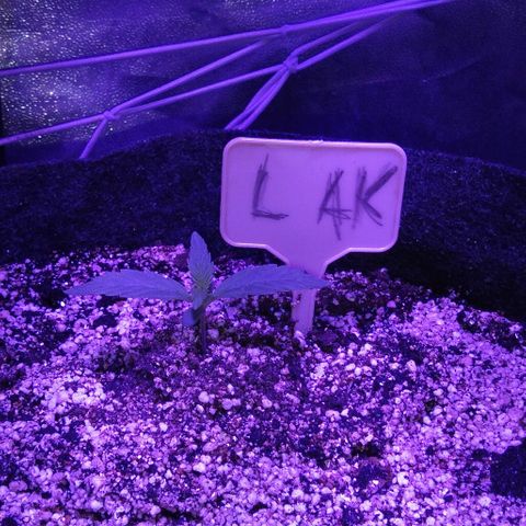 Ак growlog timeline photo