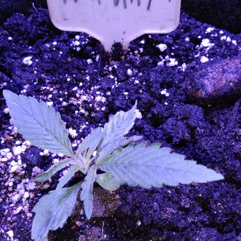Горилла growlog timeline photo