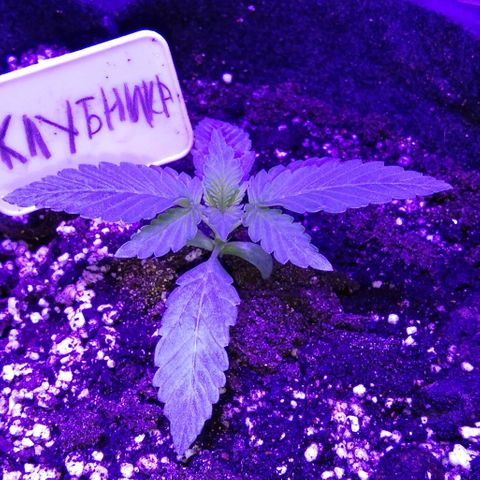 Клубника growlog timeline photo