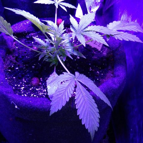  Скитлс growlog timeline photo