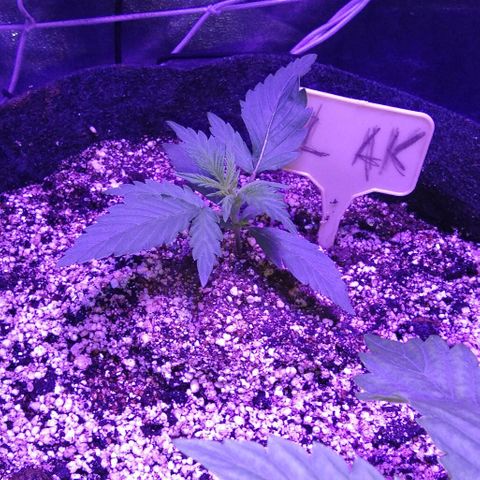 Ак growlog timeline photo
