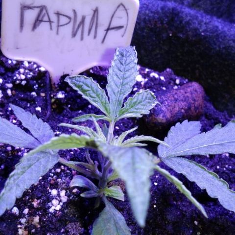 Горилла growlog timeline photo