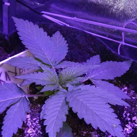 Клубника growlog timeline photo