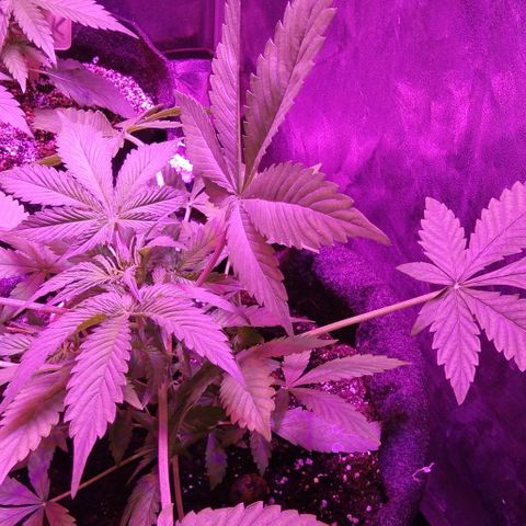  Скитлс growlog timeline photo