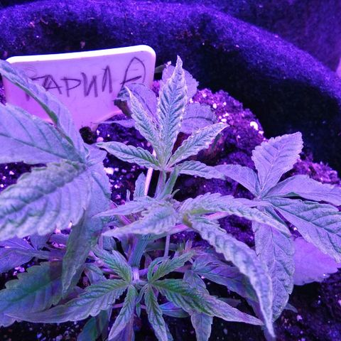 Горилла growlog timeline photo
