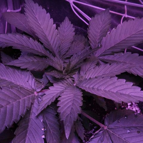 Клубника growlog timeline photo