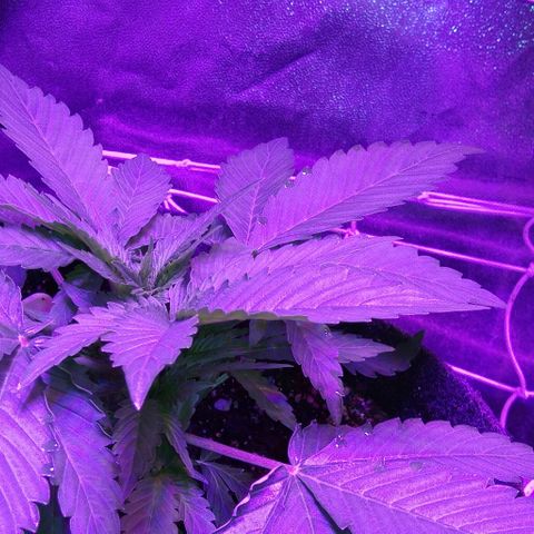 Клубника growlog timeline photo