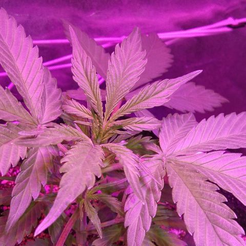 Ак growlog timeline photo