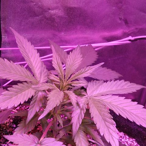 Ак growlog timeline photo