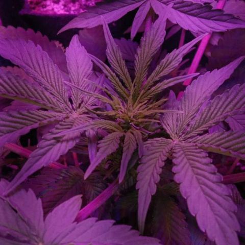  Скитлс growlog timeline photo