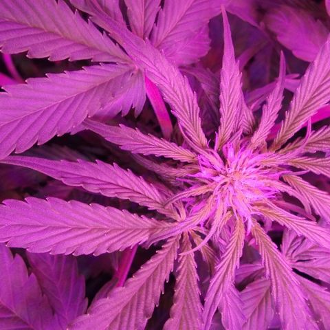  Скитлс growlog timeline photo