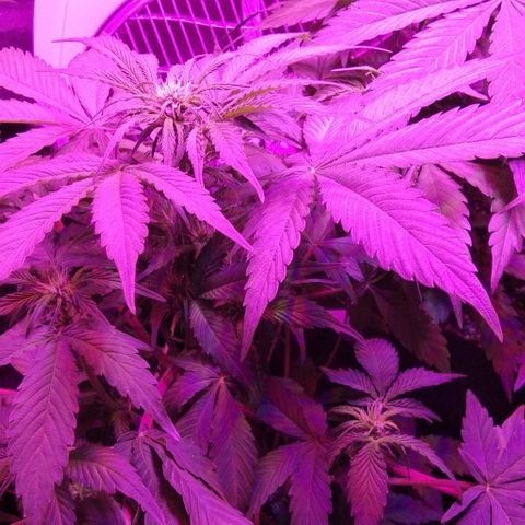  Скитлс growlog timeline photo