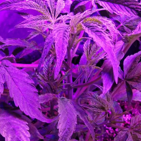 Горилла growlog timeline photo