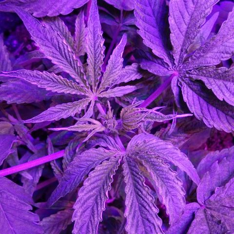 Горилла growlog timeline photo
