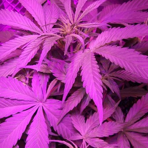 Ак growlog timeline photo