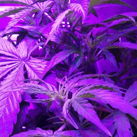 Ак growlog timeline photo