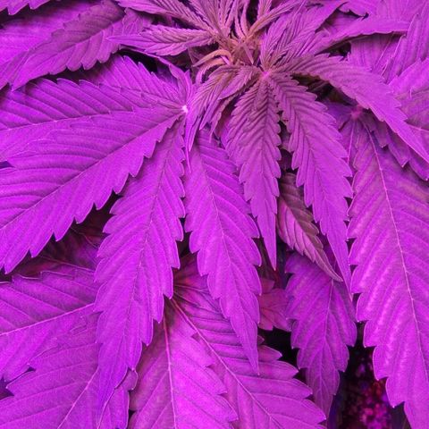 Клубника growlog timeline photo