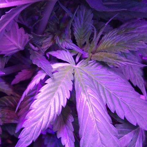 Клубника growlog timeline photo