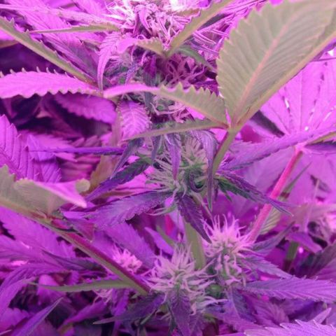  Скитлс growlog timeline photo