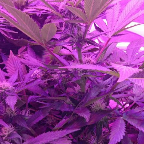  Скитлс growlog timeline photo