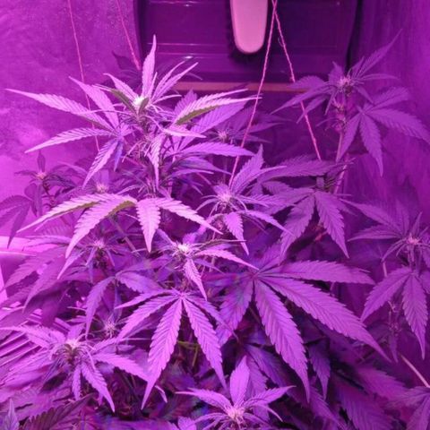 Ак growlog timeline photo