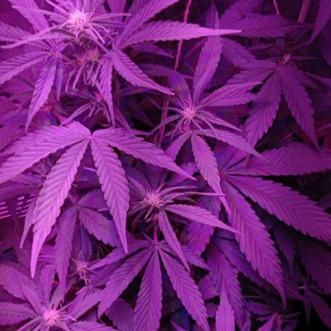 Ак growlog timeline photo