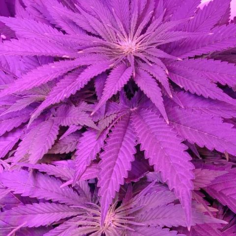 Клубника growlog timeline photo