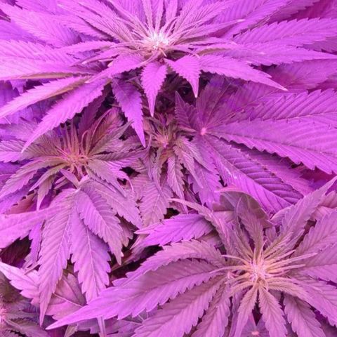 Клубника growlog timeline photo