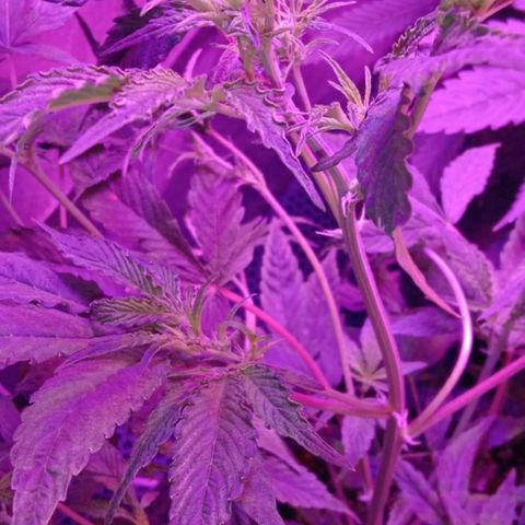 Горилла growlog timeline photo