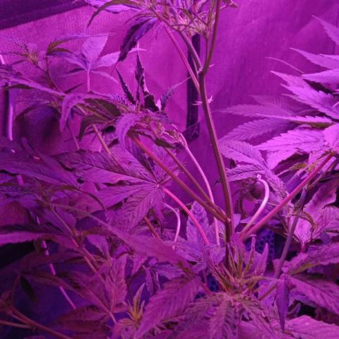 Горилла growlog timeline photo