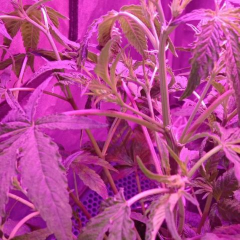 Горилла growlog timeline photo