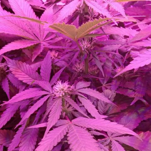  Скитлс growlog timeline photo