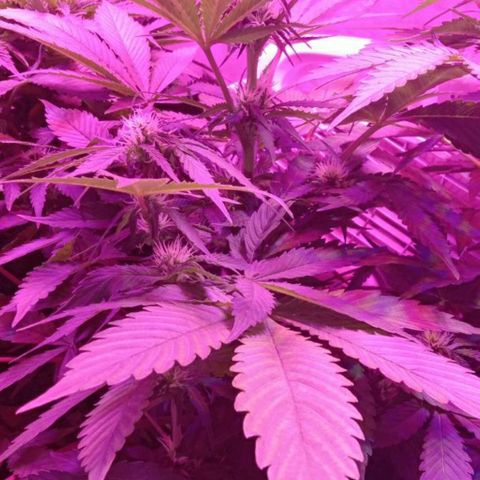  Скитлс growlog timeline photo