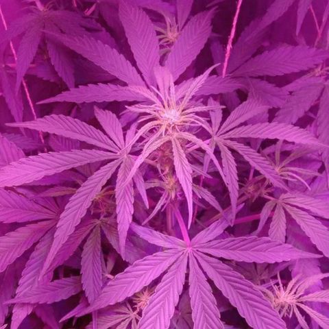 Ак growlog timeline photo