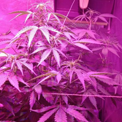 Ак growlog timeline photo