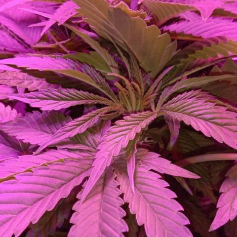 Клубника growlog timeline photo
