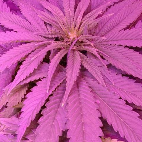 Клубника growlog timeline photo
