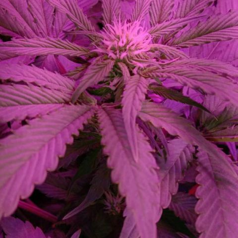  Скитлс growlog timeline photo