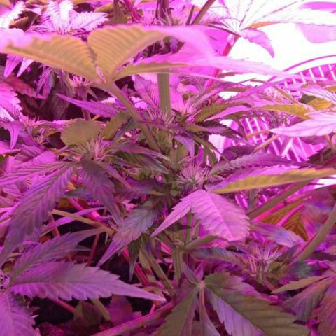  Скитлс growlog timeline photo