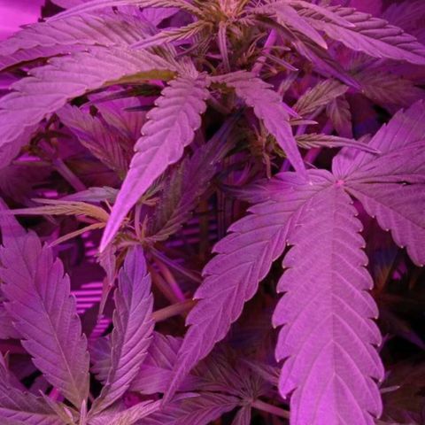 Ак growlog timeline photo