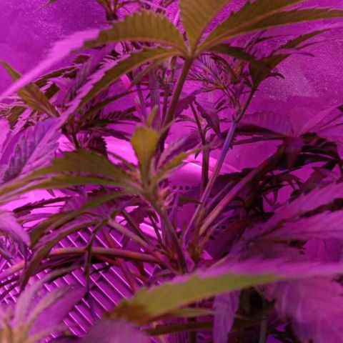 Ак growlog timeline photo