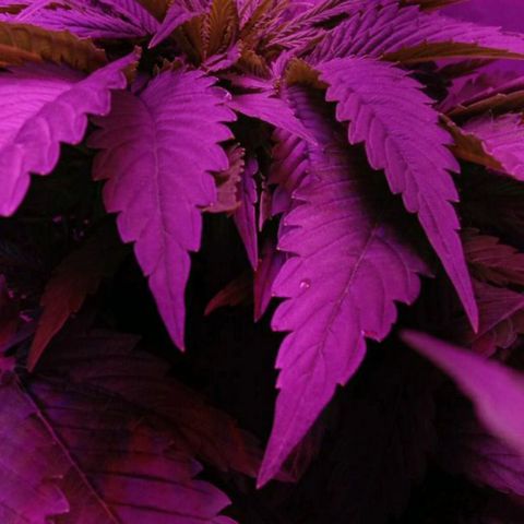 Клубника growlog timeline photo