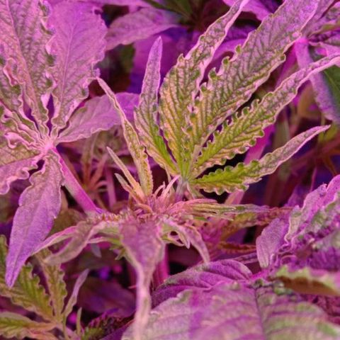 Горилла growlog timeline photo