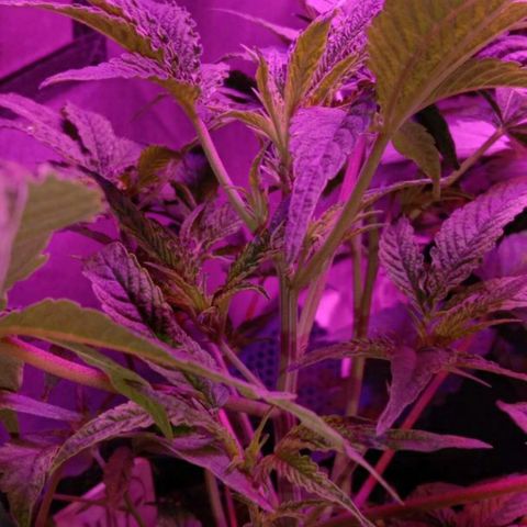 Горилла growlog timeline photo