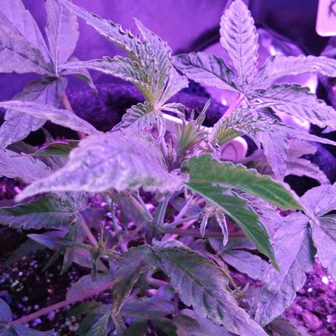 Горилла growlog timeline photo