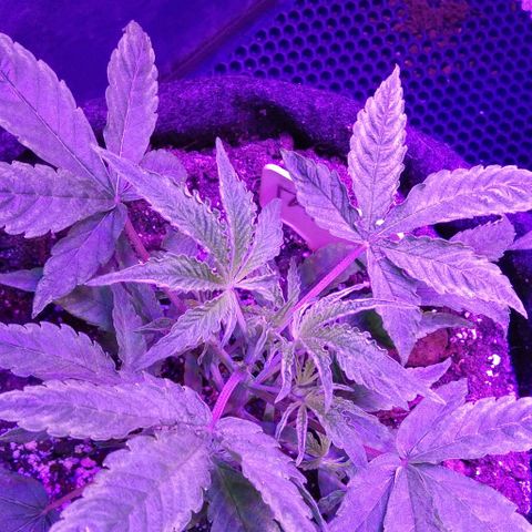 Горилла growlog timeline photo