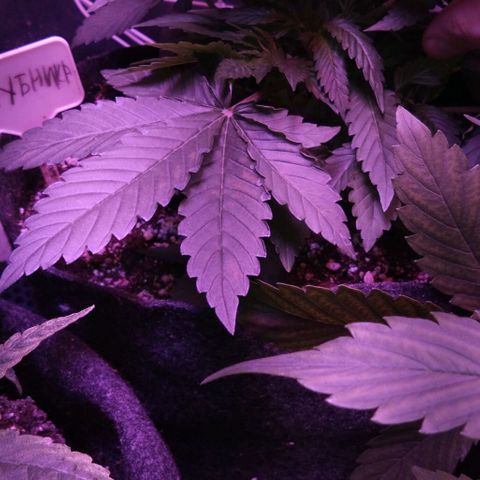 Клубника growlog timeline photo