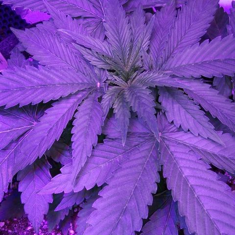 Клубника growlog timeline photo
