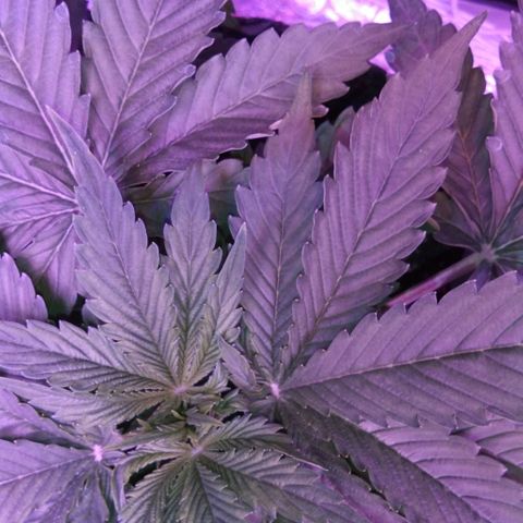 Клубника growlog timeline photo
